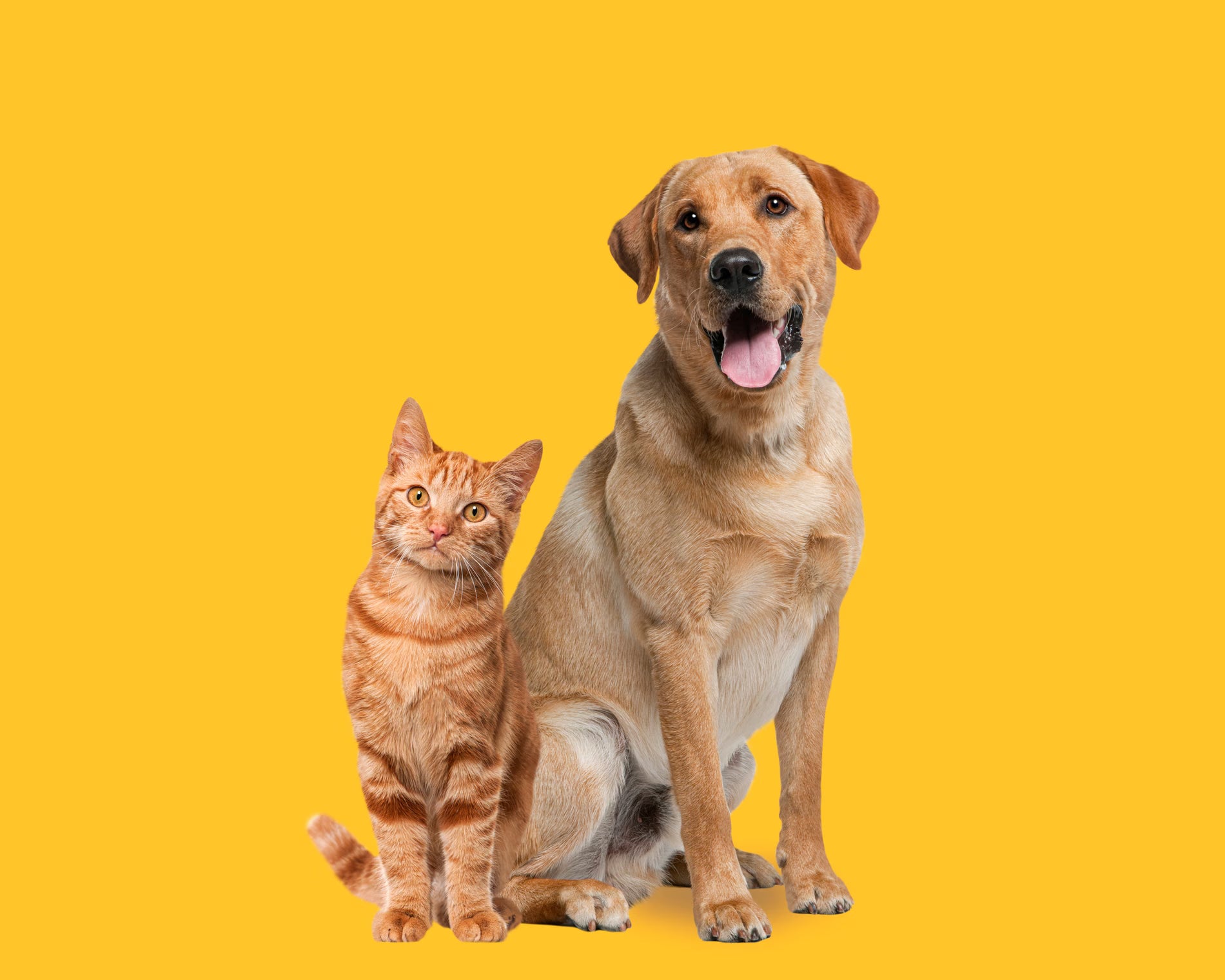 Dog and cat sitting together on a yellow background